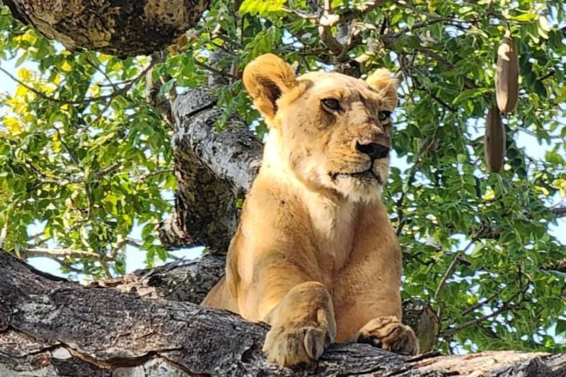 Tanzania Wildlife Breakaway - 7 Days