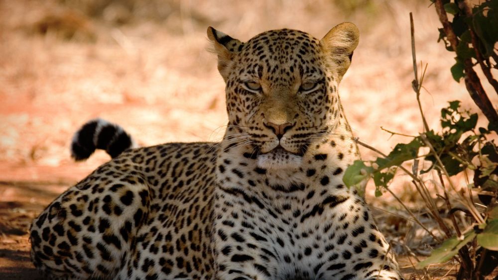 Cape Town and Safari Package (Fly me at a Fixed Price)