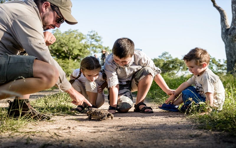 Family Safari Adventure at Ngala Safari Lodge