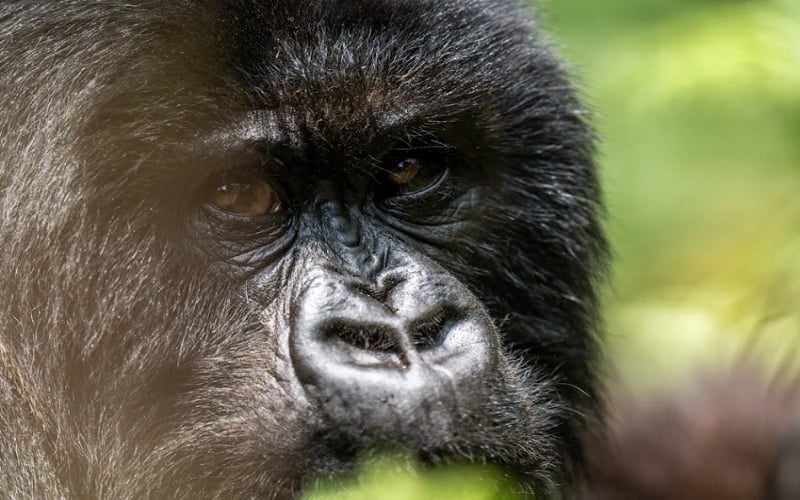 7 Day Gorillas and Savannah Wilderness Safari Ruanda