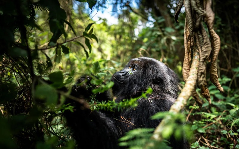 7 Day Gorillas and Savannah Wilderness Safari Ruanda
