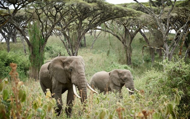 Ngorongoro Crater Camp 9