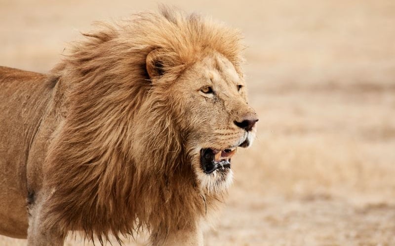 Ngorongoro Crater Camp 21