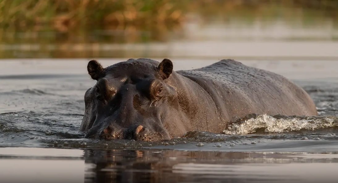 Stay 4 Nights Pay for Only 3 Nights at Sabi Sabi Private Game Reserve