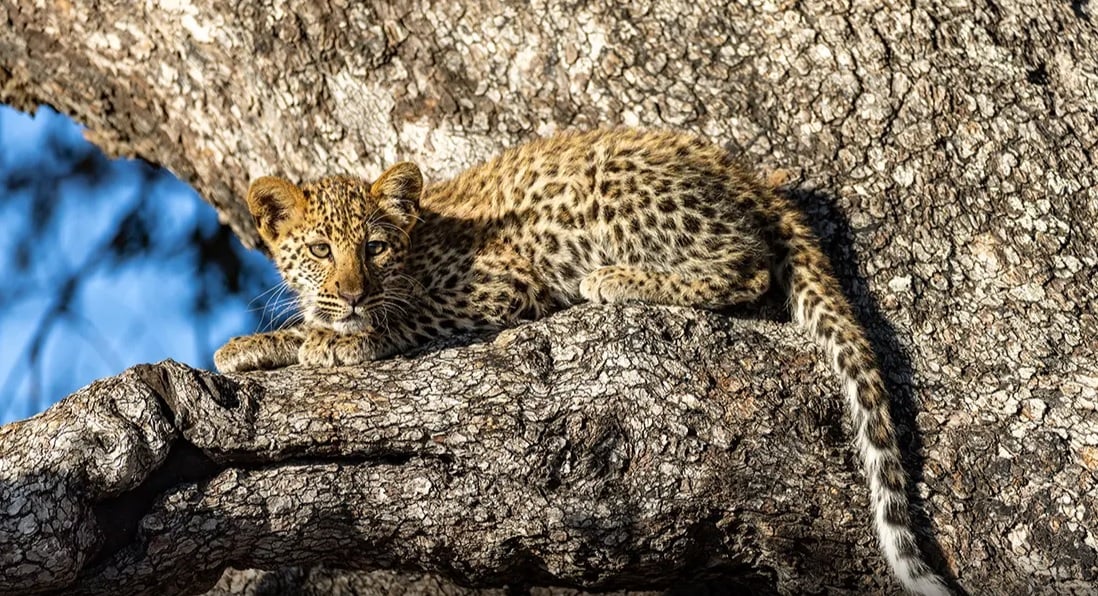 First Child Stays Free on Stays of 3 Nights Family Package at Bush Lodge (Sabi Sabi Private Game Reserve)