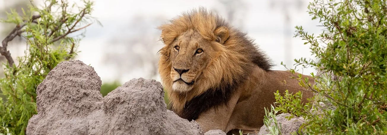First Child Stays Free on Stays of 3 Nights Family Package at Bush Lodge (Sabi Sabi Private Game Reserve)