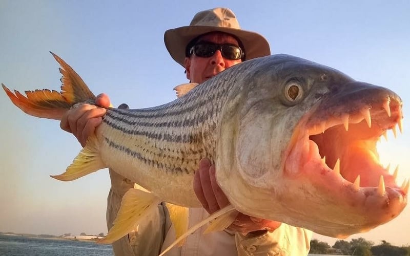 5 Day Tiger Fishing Package at Shackletons Tiger Fishing Lodge, Upper Zambezi