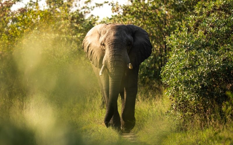 Silvan-Elephant