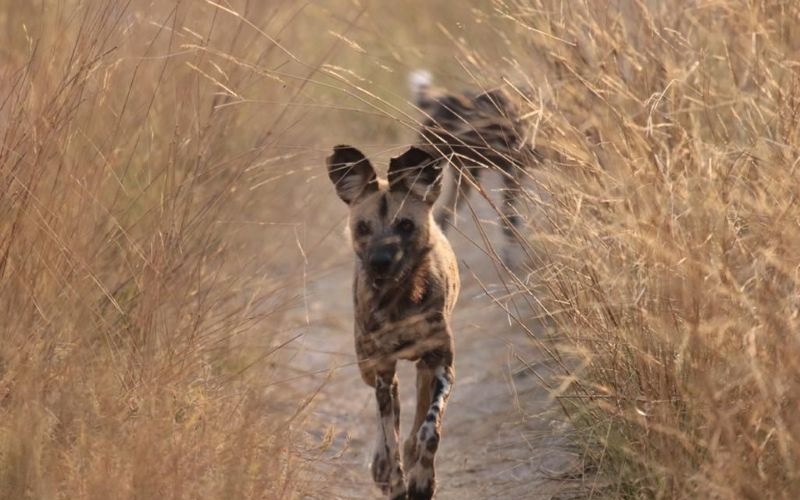 Chase-Africa-WildDog