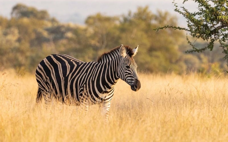 Ulusaba Private Game Reserve