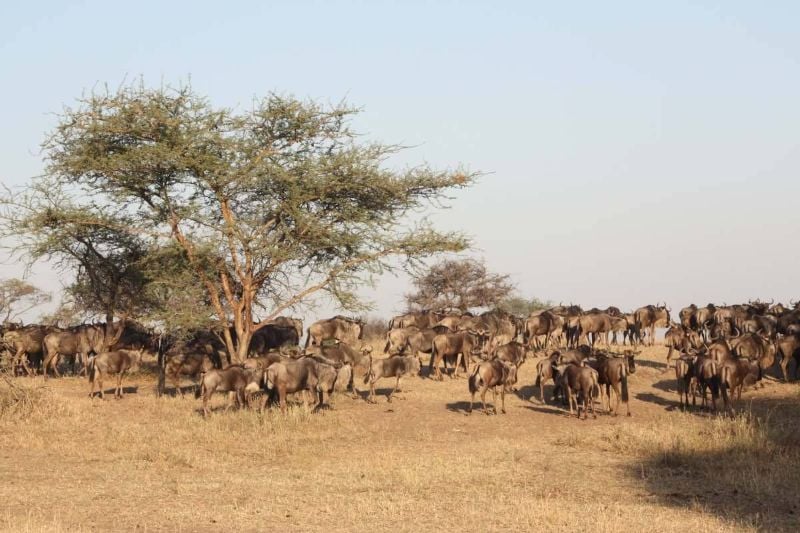 Tanzania Wildlife Breakaway - 7 Days