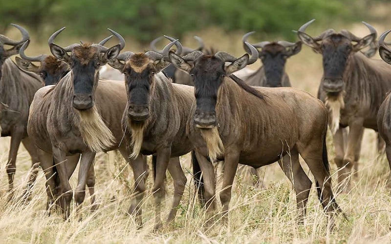 11 Day East African Wildebeest Migration Extravaganza The Safari Collection