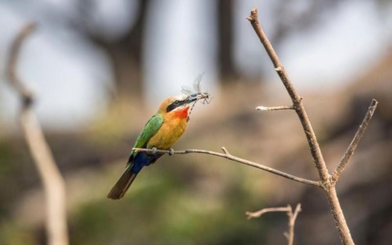 Chundukwa-River-Bird