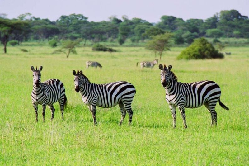 Tanzania Wildlife Breakaway - 7 Days