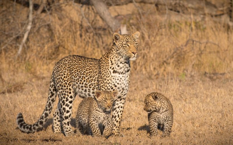 Londolozi Pioneer 4