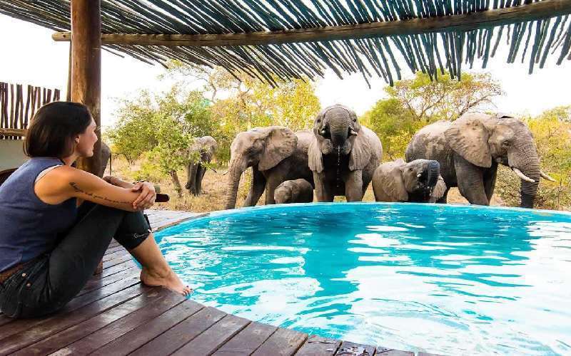 Africa on Foot Camp, elephants at the swimming pool
