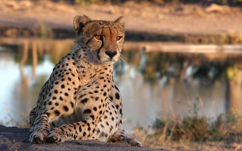 Sabi Sands Safari Lodges