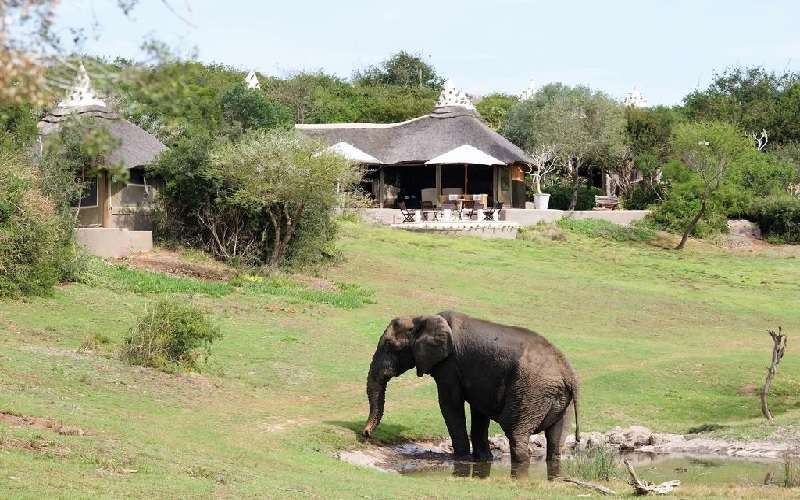 Amakhala Safari Lodge