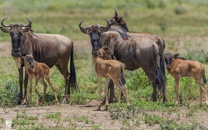 Calving Season 10 Day Tanzania Journey
