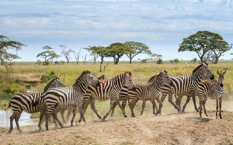 Family Safari in Serengeti and Selous