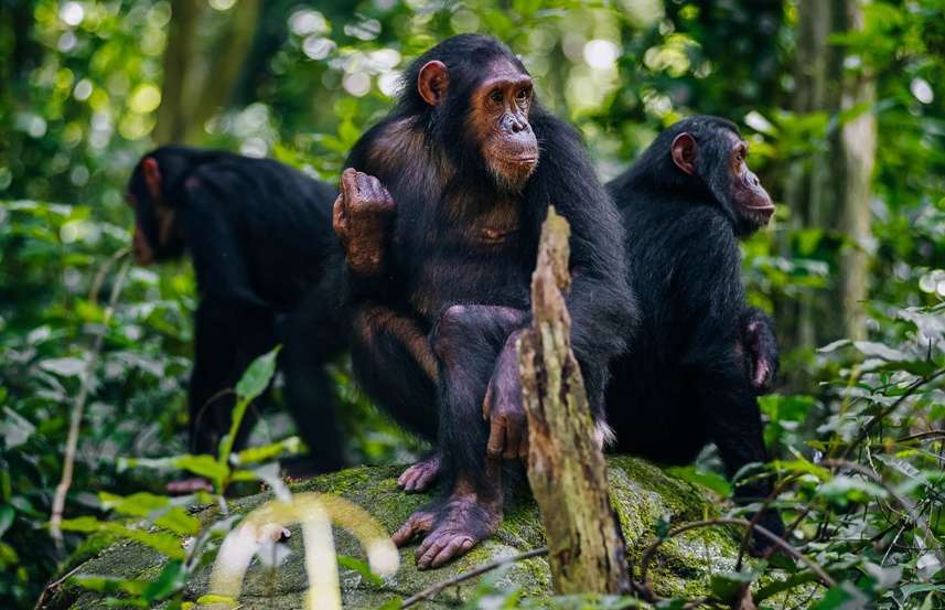 Great Migration and Chimpanzee Journey Tanzania 8 Days