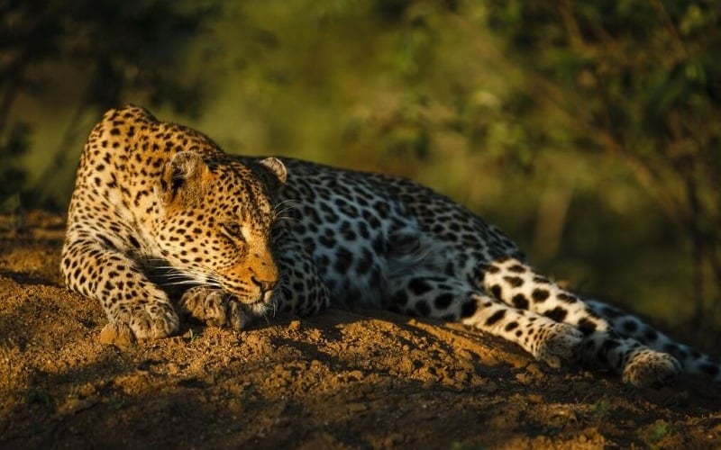 Motswari Game Lodge