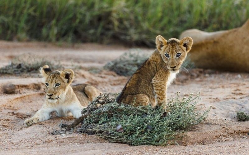 Motswari Game Lodge