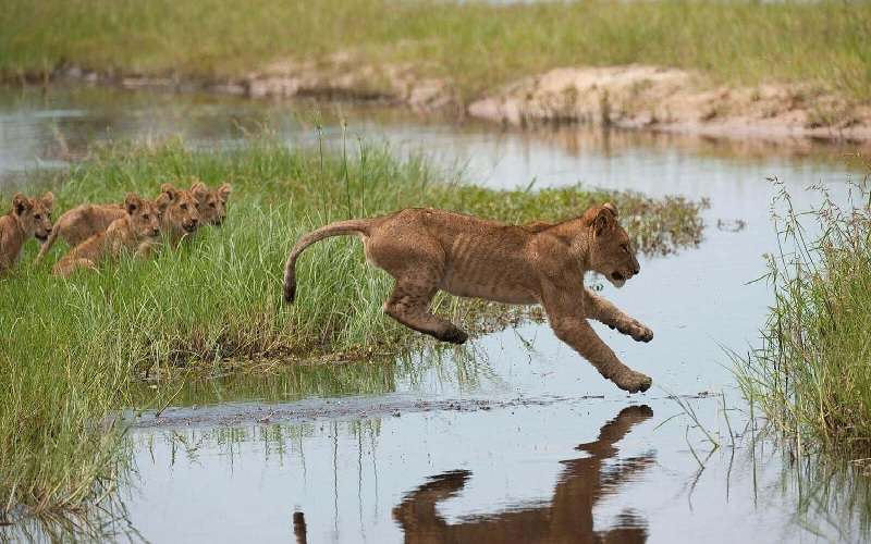 Family Safari Botswana Journey