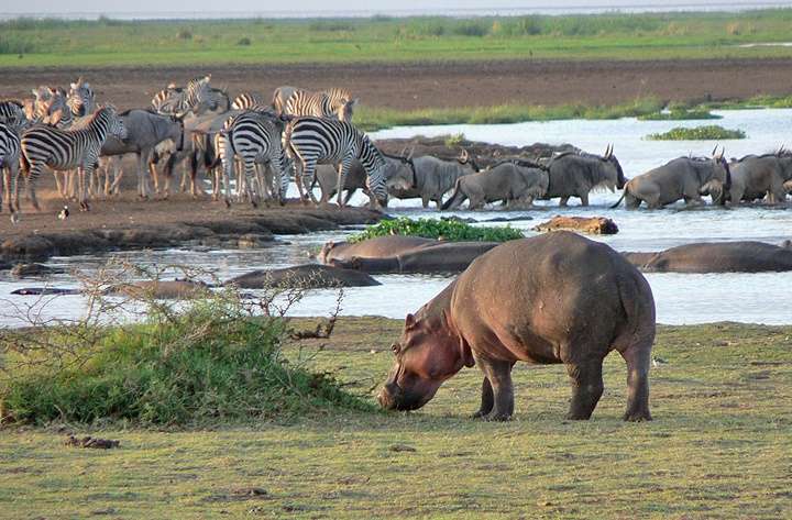 10 Day Tanzania Wildlife and Cultural Explorer
