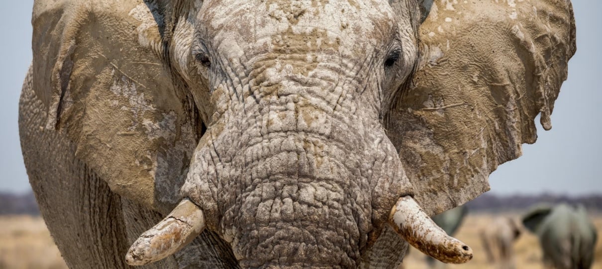 Stay 4 Nights Pay for Only 3 Nights at Sabi Sabi Private Game Reserve