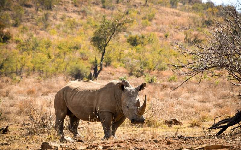 Garonga Safari Camp | Makalali Private Game Reserve | Sun ...