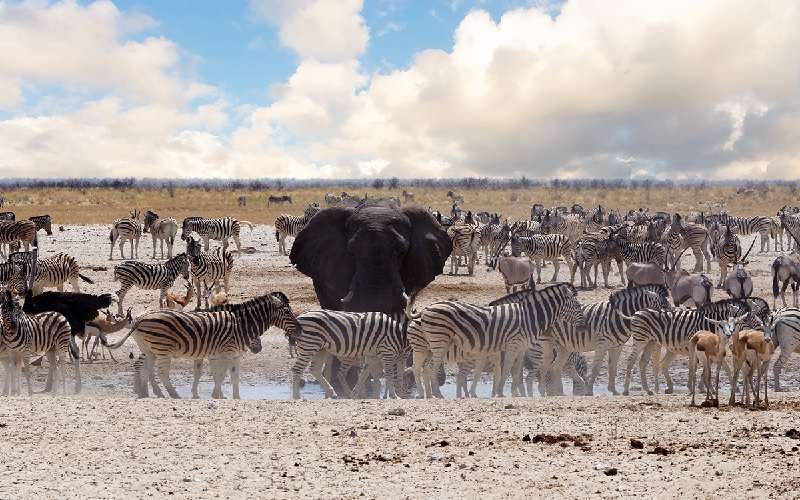 Jenman - Great Trans-African Lodge Safari Tour 21 Days (Namibia, Botswana, Zimbabwe)