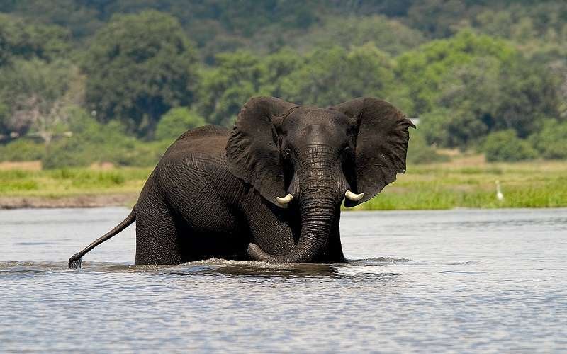 Imbabala Zambezi Safari Lodge