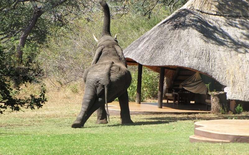 Imbabala Zambezi Safari Lodge