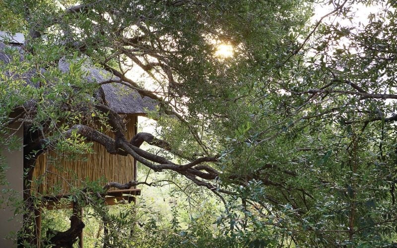 Londolozi Tree Camp  3