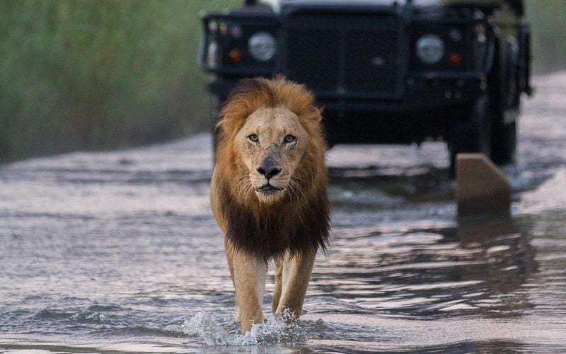 Londolozi Tree Camp  10