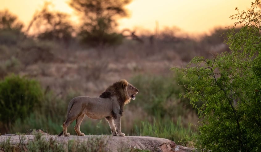 StayMORE Stay 4 Pay 3 Nights Special Marataba Game Lodge