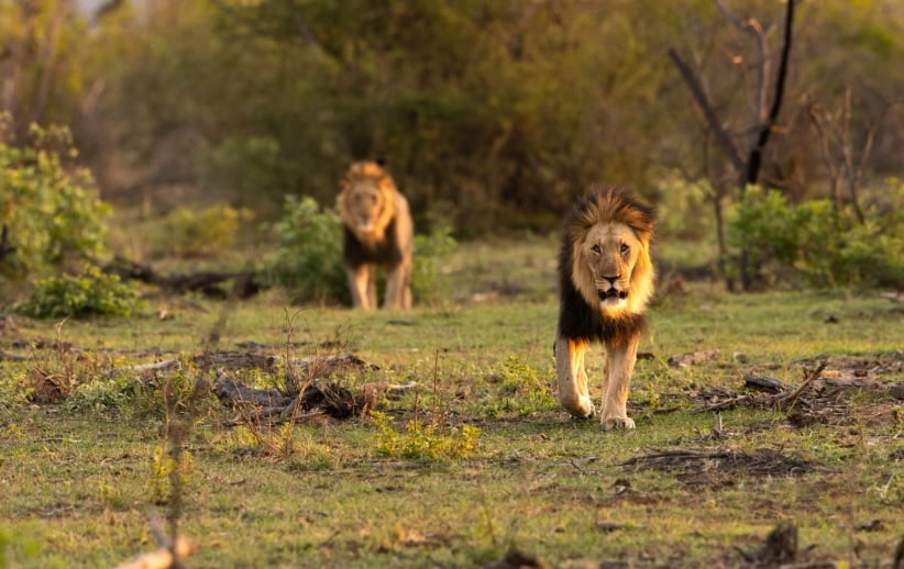 DiscoverMORE Marataba Game Lodge