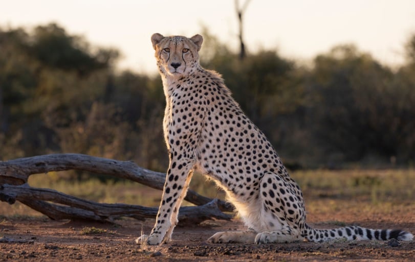 StayMORE Stay 4 Pay 3 Nights Special Marataba Game Lodge