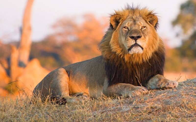 Hwange National Park