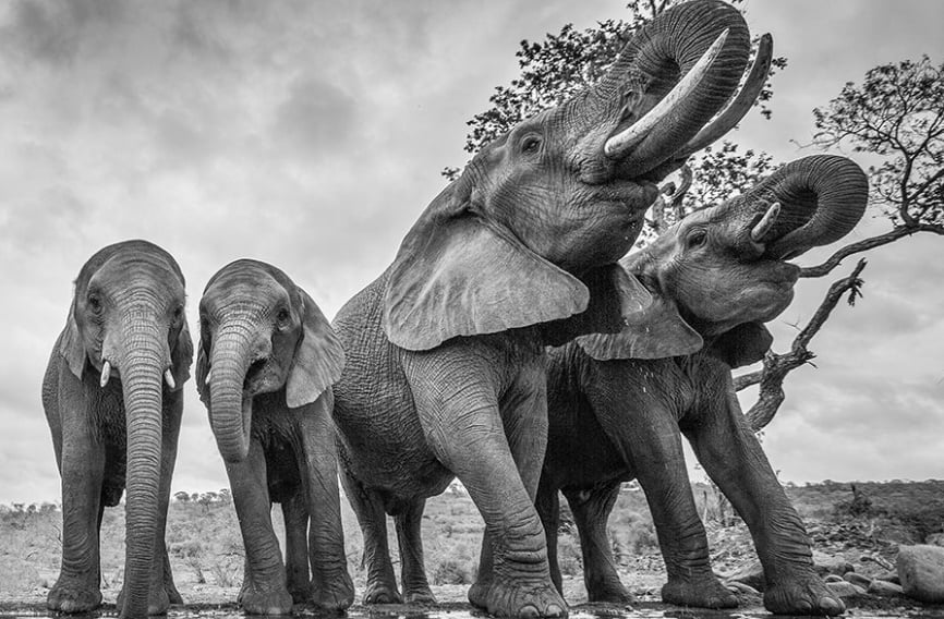 pangolin photographic safaris