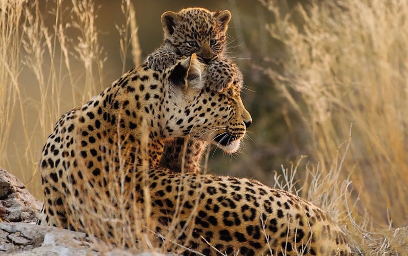 pangolin photographic safaris