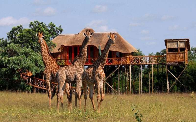 Pezulu Tree House Game Lodge, Limpopo