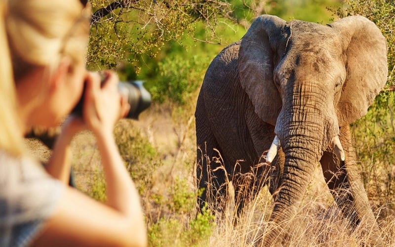Frame the Beauty of Africa at Phinda Private Game Reserve