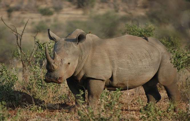 Rhino Tracking in the Letsatsing Game Reserve, Pilanesberg