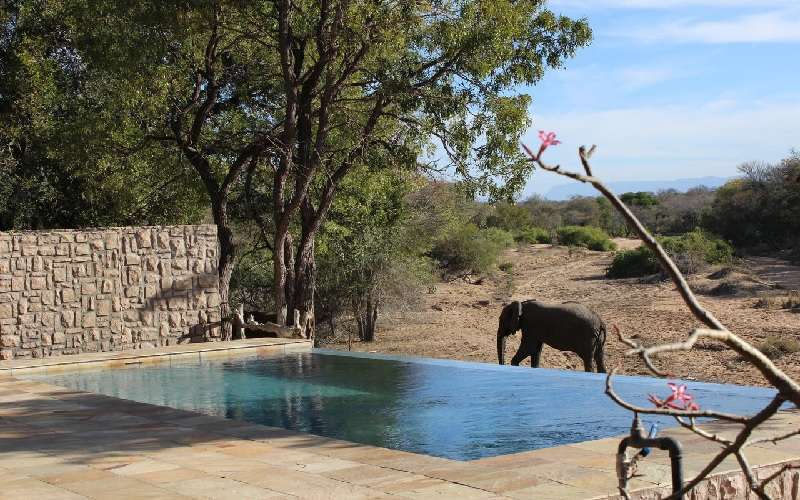 Shumbalala Game Lodge - Thornybush Game Reserve