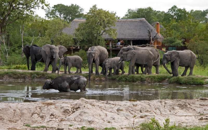 Simbambili Game Lodge