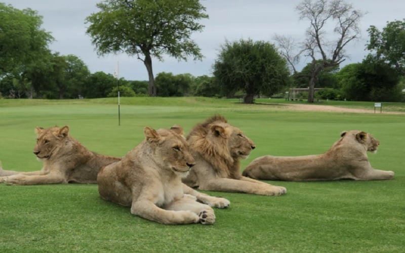 Golf on the Wild Side at Skukuza Golf Course