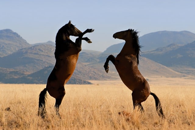 Southern Namib Lodges Horse Safari