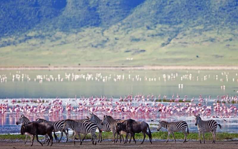 Tanzania Safari Holiday - 8 Day Classic